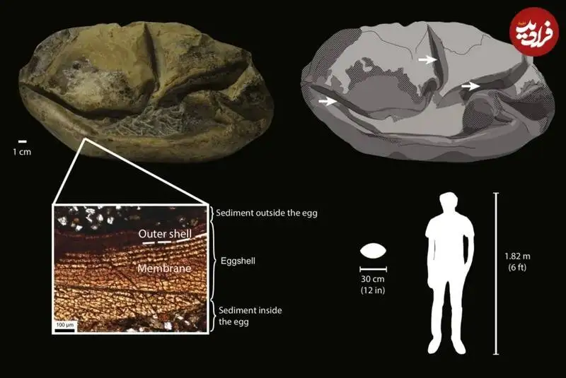 کدام جانور بزرگترین «تخم» تاریخ را گذاشته است؟
