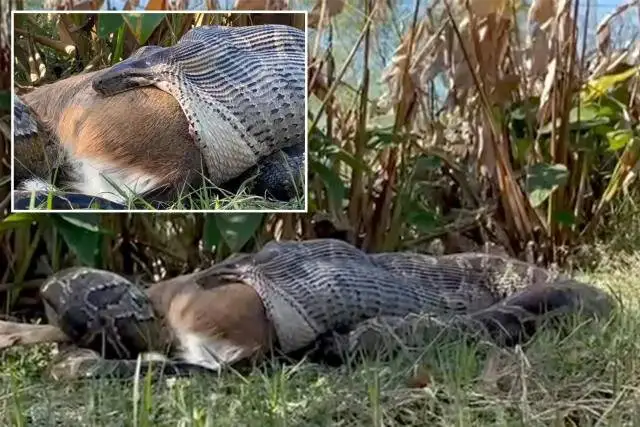 مار پیتون برمه ای قادر به بلعیدن انسان است؟؛ نتیجه دلهره آور یک پژوهش