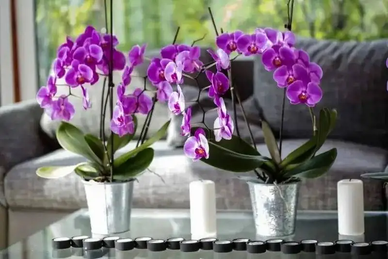 8 گیاه آپارتمانی که خیر و برکت را به خانه می آورند!