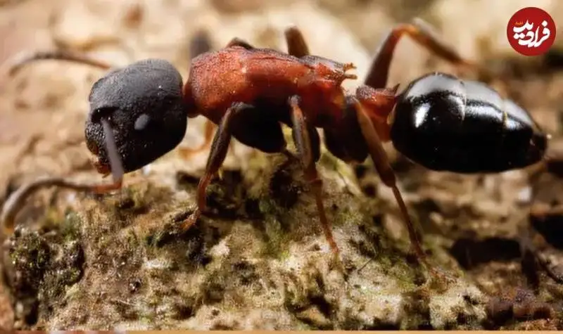 آخرالزمان حشرات؛ بعضی از مورچه ها هم دارند منقرض می شوند