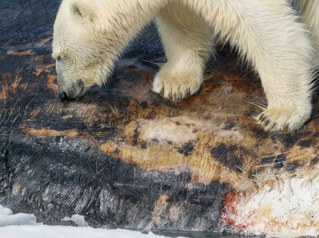 ماجرای یک عکس استثنایی که خرس قطبی را سوار بر نهنگ عنبر نشان می دهد
