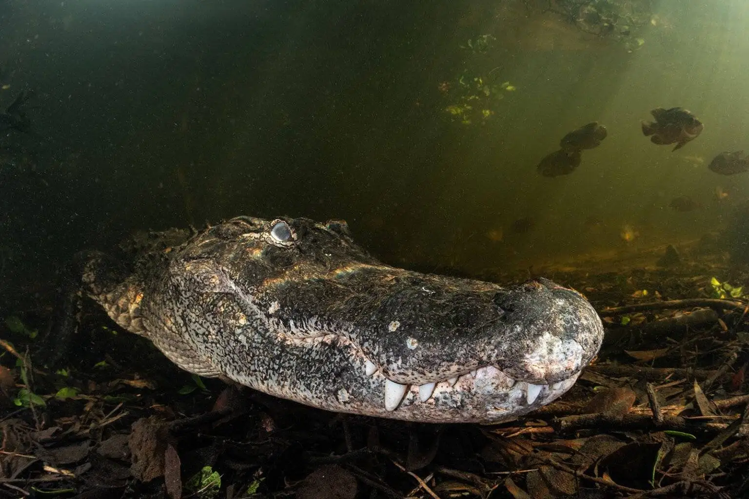 تصاویر؛ شاهکارهای عکاسی که برندۀ مسابقه «عکاس اقیانوس سال 2025» شدند