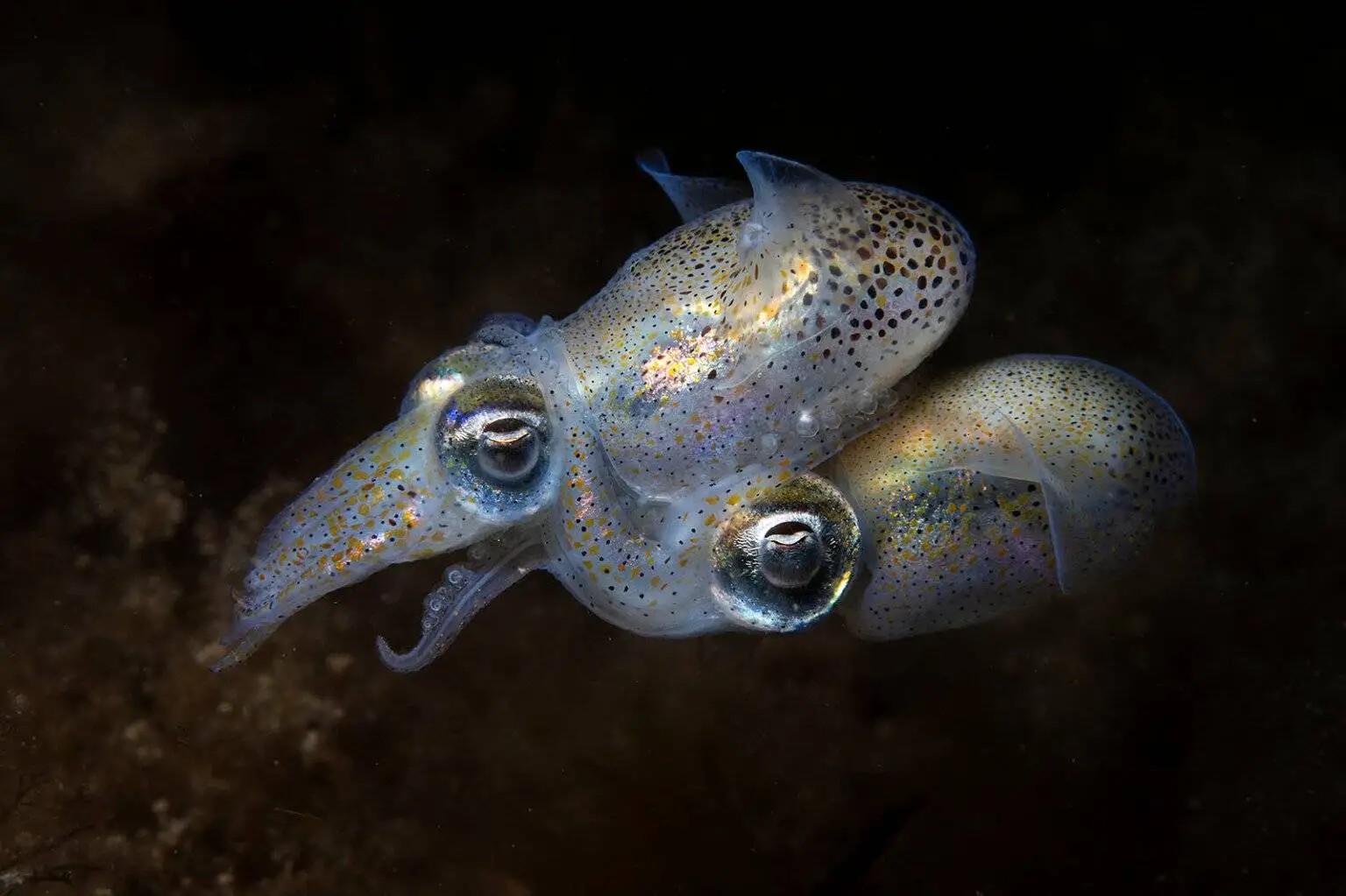 تصاویر؛ شاهکارهای عکاسی که برندۀ مسابقه «عکاس اقیانوس سال 2025» شدند