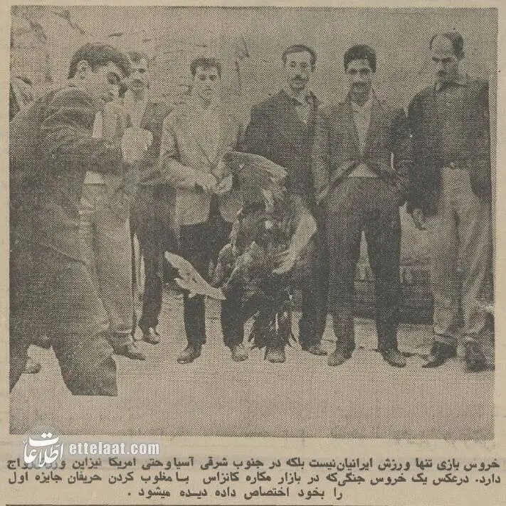 عکس, سفر در زمان؛ یک گزارش خواندنی از خروس بازان تهران در سال 54