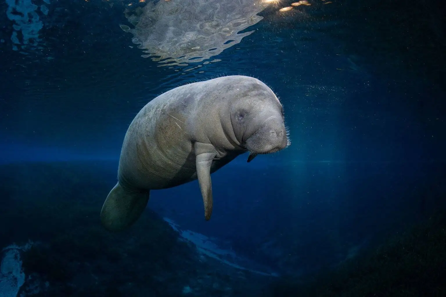 تصاویر؛ شاهکارهای عکاسی که برندۀ مسابقه «عکاس اقیانوس سال 2025» شدند