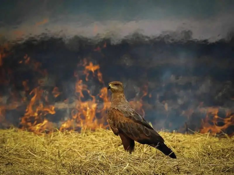 بهترین عکس های «پرندگان» در سال 2025