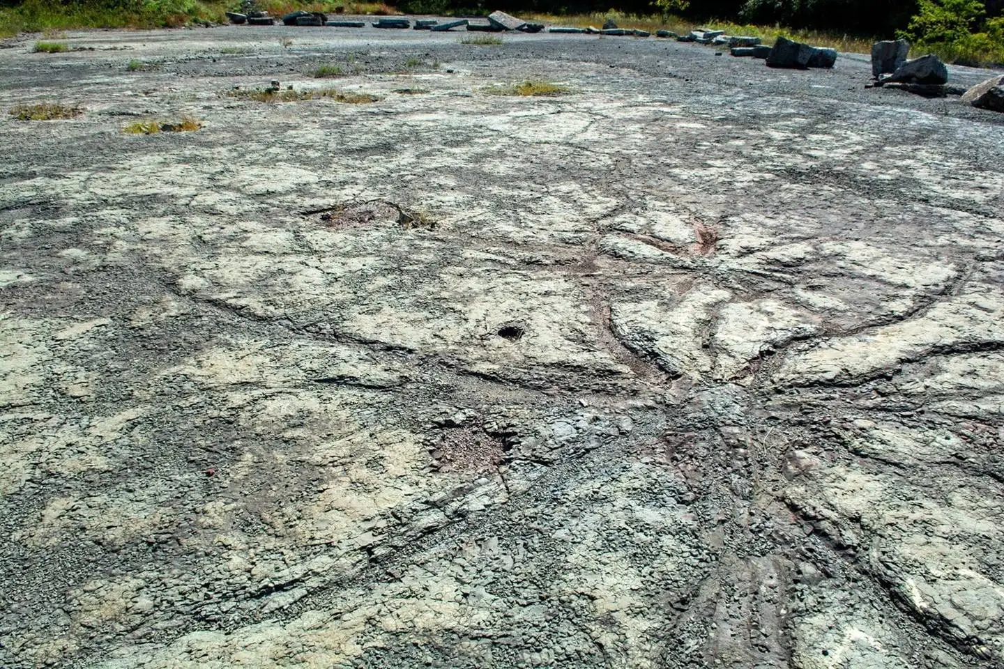 جنگل درختان 385 میلیون ساله که جای ریشه هایشان در سنگ باقی مانده است