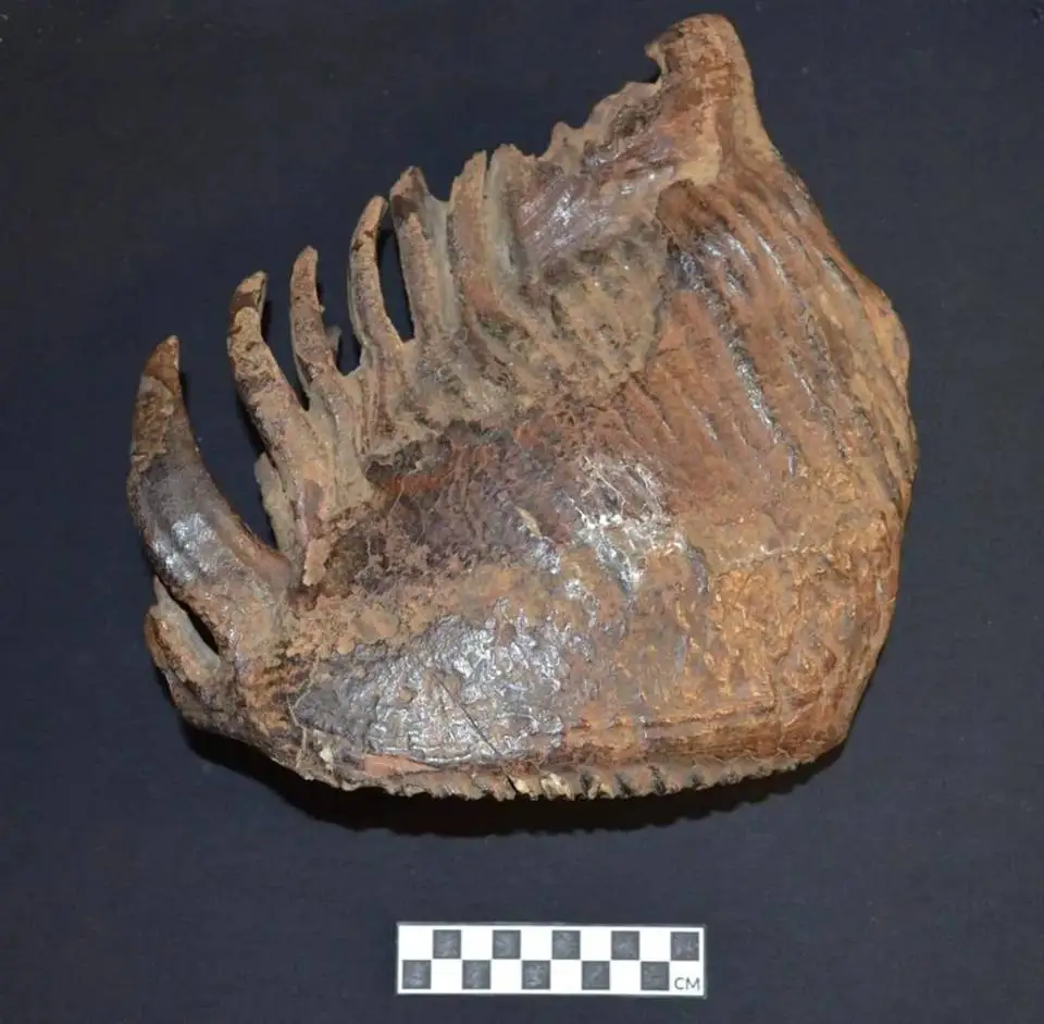 دندان «ماموت دورگه» بعد از 25 هزار سال به آزمایشگاه رفت