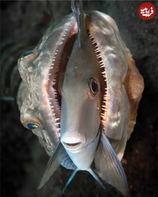 14 شاهکار عکاسی که در سال 2025 برنده جایزه شدند