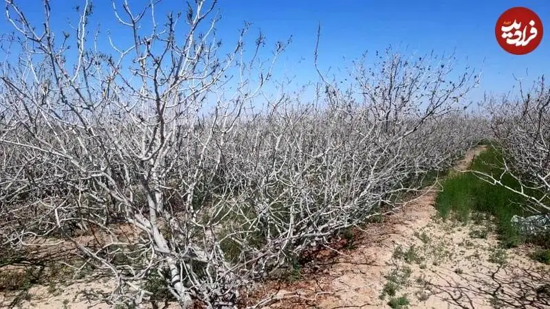 از رفسنجان تا بردسکن؛ چرا زمین دارد پایین می رود؟