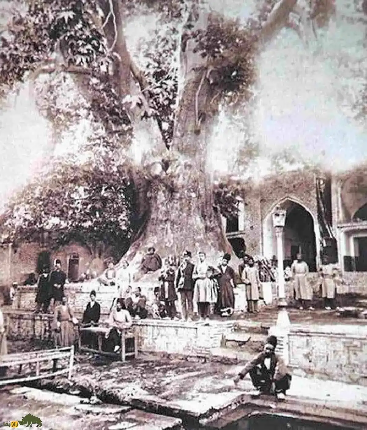 تصاویر؛ سفر در زمان؛ چنارعباسعلی؛ درختی کهنسال در تهران قدیم که به دستور ناصرالدین شاه پناهگاهی مقدس برای زنان دربار شد