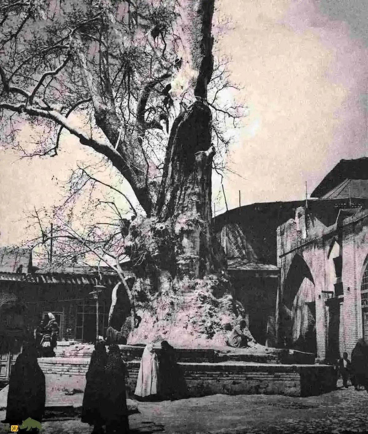 تصاویر؛ سفر در زمان؛ چنارعباسعلی؛ درختی کهنسال در تهران قدیم که به دستور ناصرالدین شاه پناهگاهی مقدس برای زنان دربار شد