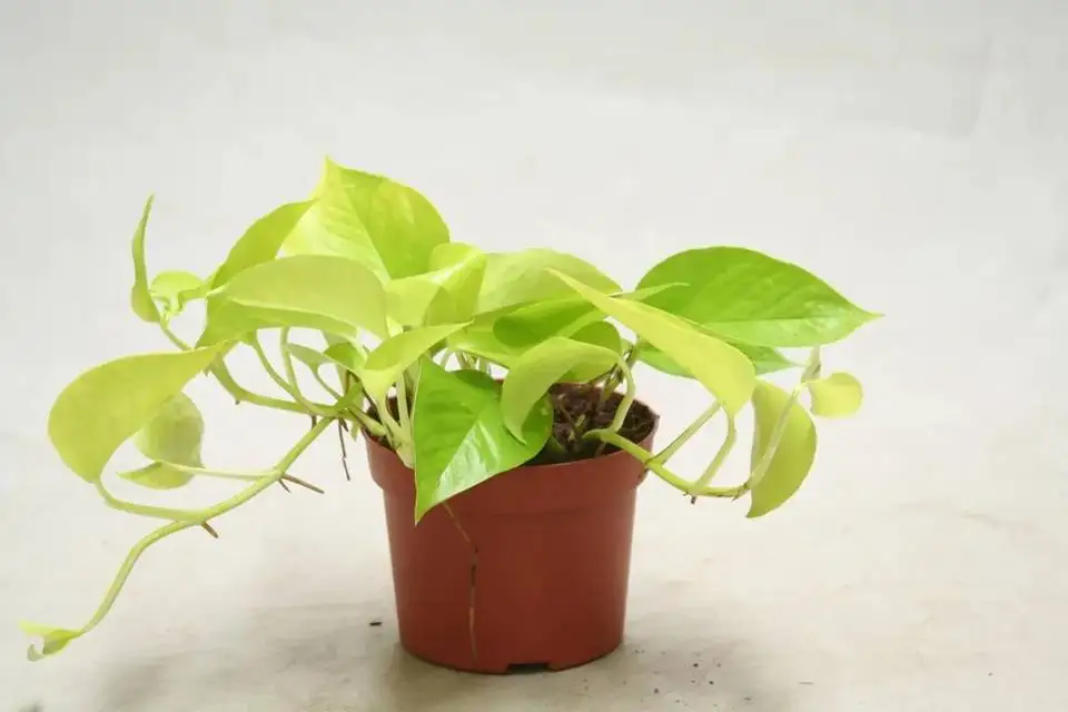 10 گیاه آپارتمانی زیبا که با «نور کم» دوام می آورند