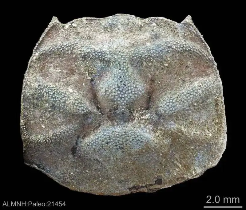 عکس| این خرچنگ 65 میلیون ساله  دایناسورها را زنده دید! 