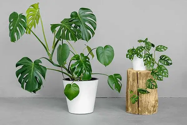 برگ انجیری؛ گیاهی محبوب با نگهداری آسان برای آپارتمان