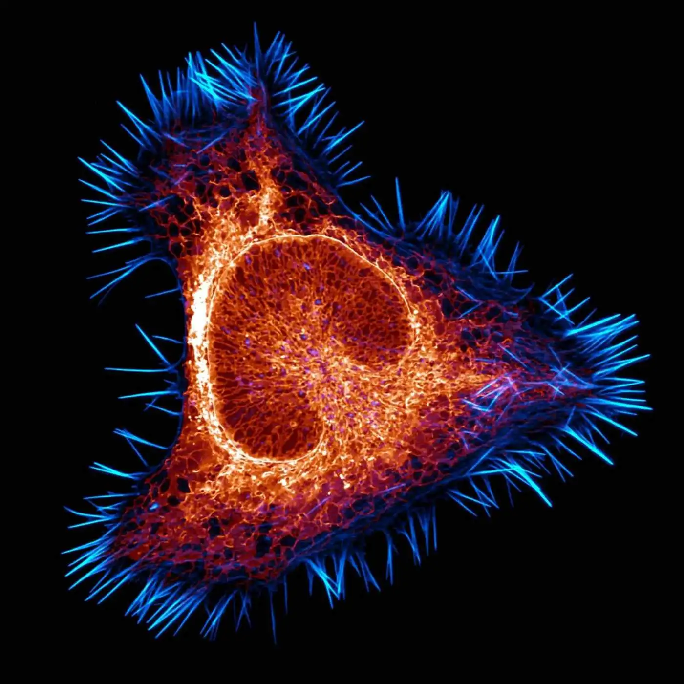 شاهکارهای عکاسی در سال 2025 که دنیای نادیدنی را نشان می دهند؛ از «سوسک برنج» تا «تخم گذاری شب پره»
