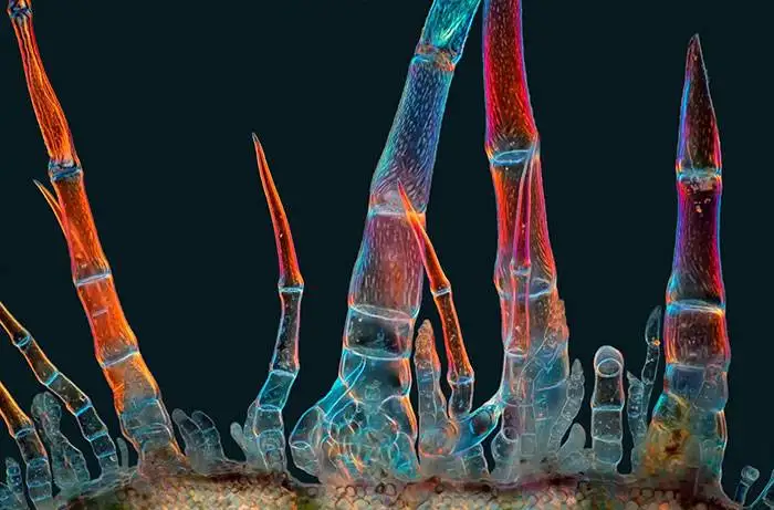 شاهکارهای عکاسی که دنیای نادیدنی را نشان می دهند