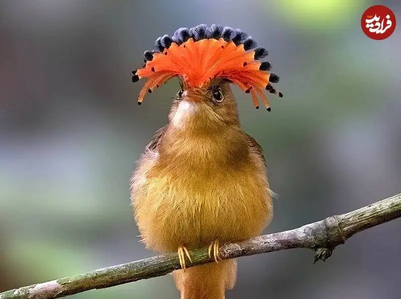 تصاویر؛ زیباترین پرندگان «تاجدار» جهان؛ از «کبوتر تاجدار» تا «مگس گیر سلطنتی»