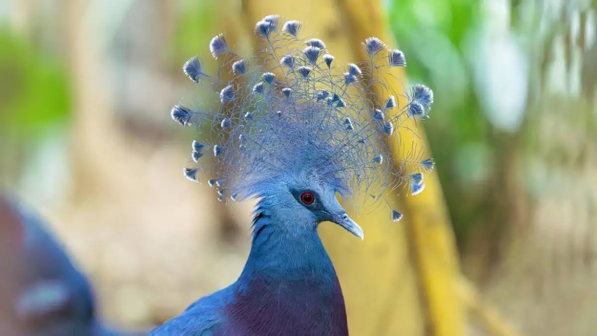 تصاویر؛ زیباترین پرندگان «تاجدار» جهان؛ از «کبوتر تاجدار» تا «مگس گیر سلطنتی»