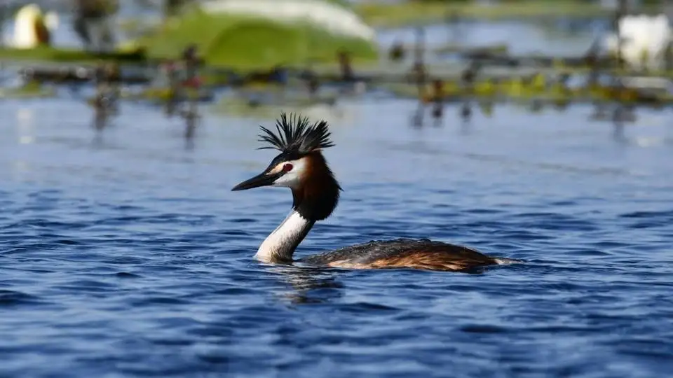 تصاویر؛ زیباترین پرندگان «تاجدار» جهان؛ از «کبوتر تاجدار» تا «مگس گیر سلطنتی»