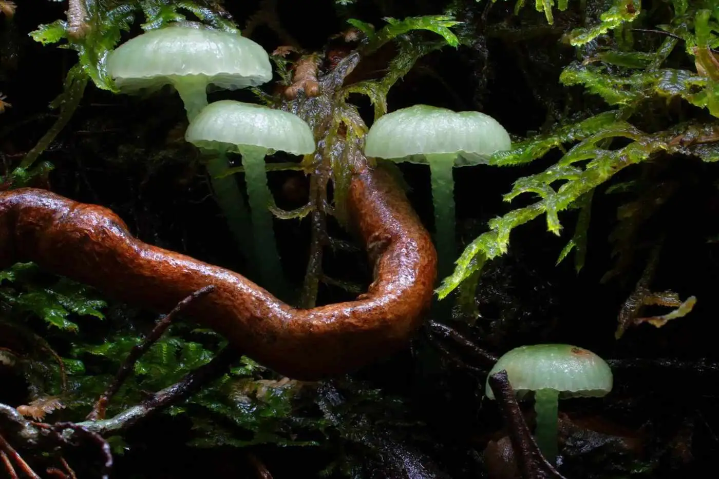 عکس هایی که جهان شگفت انگیز «قارچ ها» را به تصویر می کشند