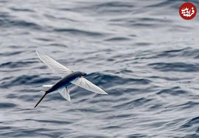 جانوران «غیرپرنده ای» که می توانند «پرواز» کنند