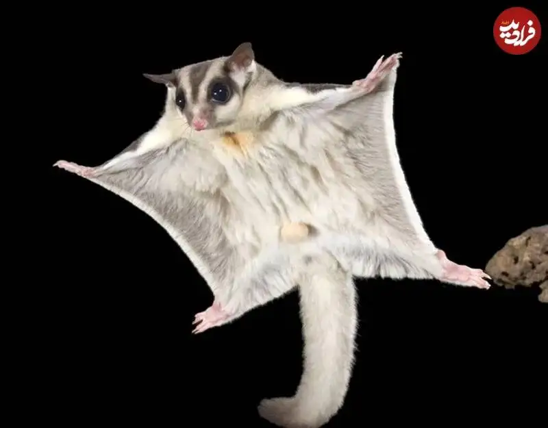 جانوران «غیرپرنده ای» که می توانند «پرواز» کنند