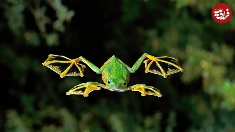 جانوران غیر پرنده  ای که می توانند پرواز کنند