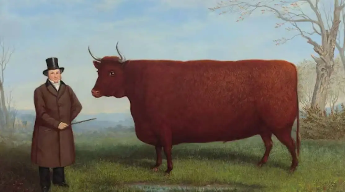 ماجرای نقاشی هایی که از «گاوهای مستطیلی» کشیده شده اند