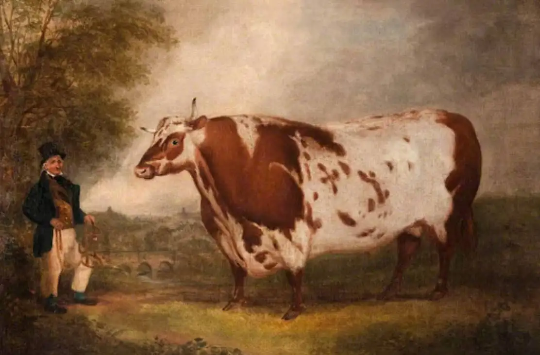 ماجرای نقاشی هایی که از «گاوهای مستطیلی» کشیده شده اند