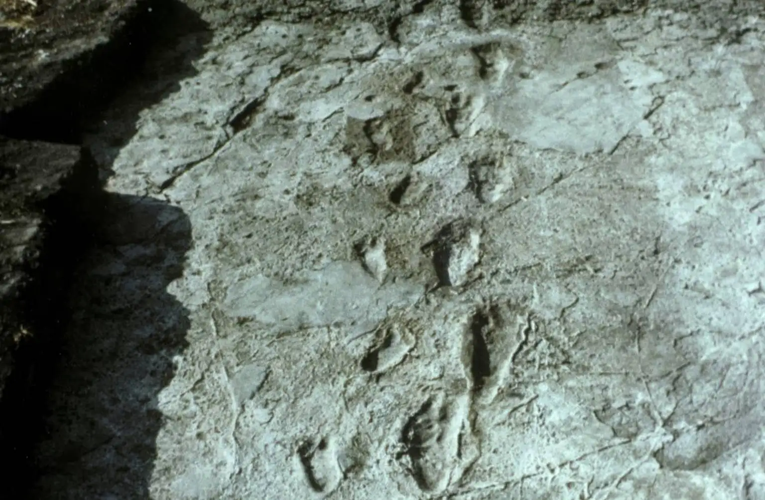 «قدیمی ترین ردپاهای جهان» در کجا پیدا شده اند؟ 