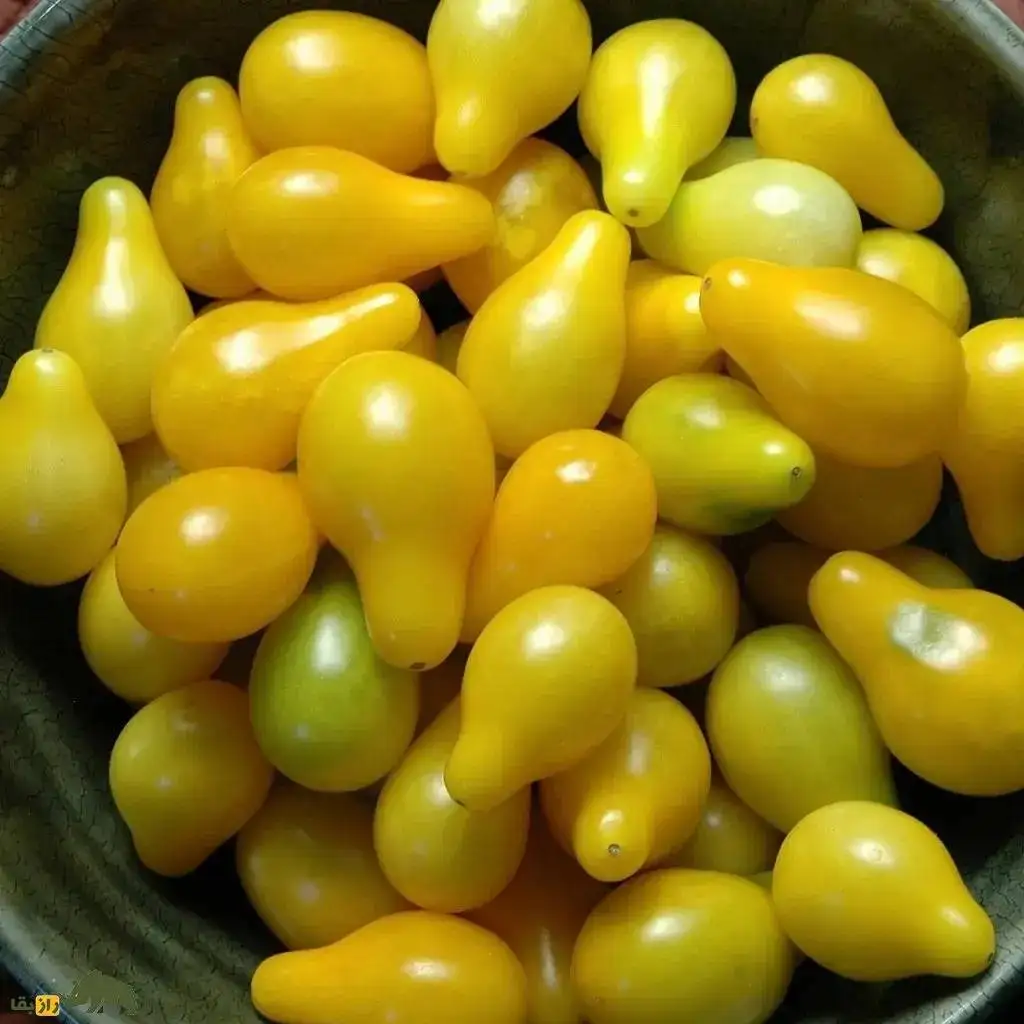 تصاویر؛ گوجه گلابی؛ گوجه ای ریز و شبیه گلابی و قطرات اشک که در رنگ های مختلفی رشد می کند و سرآشپز های جهان عاشق آن هستند