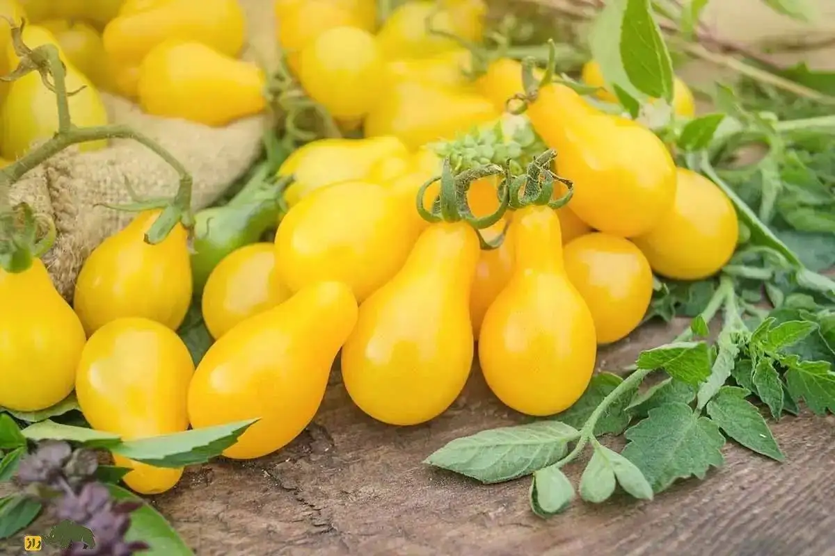 تصاویر؛ گوجه گلابی؛ گوجه ای ریز و شبیه گلابی و قطرات اشک که در رنگ های مختلفی رشد می کند و سرآشپز های جهان عاشق آن هستند