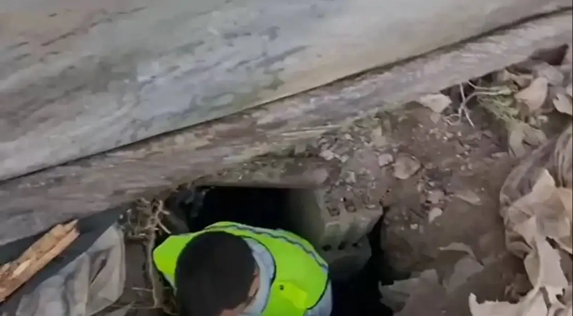 «موزاییک» دوران روم باستان با طرح حیوانات از عمق دو متری زمین بیرون آمد