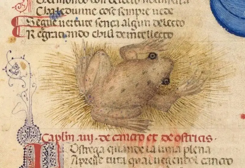 جایگاه شگفت انگیز «قورباغه» در قرون وسطی؛ از درمان جادویی اسهال تا حکایات پندآموز