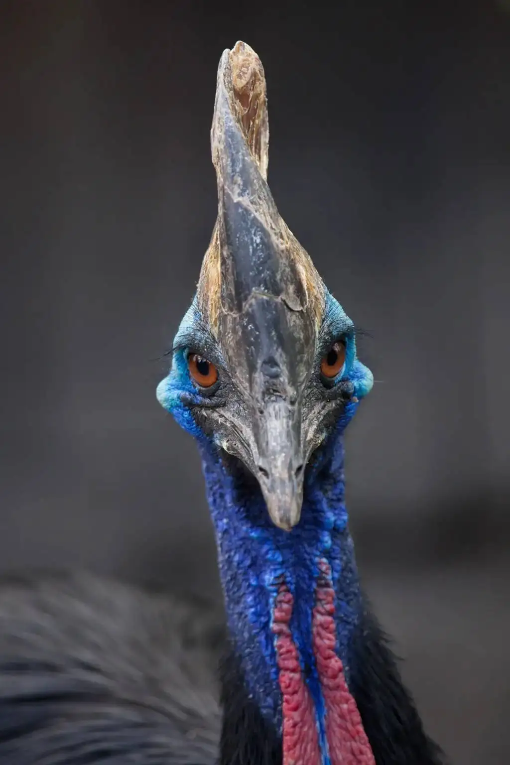 تصاویر؛ ترسناک ترین پرندگان جهان که انگار از یک کابوس بیرون آمده اند