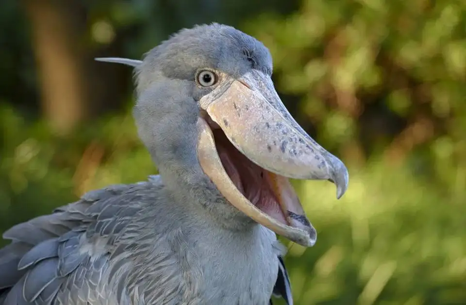 تصاویر؛ ترسناک ترین پرندگان جهان که انگار از یک کابوس بیرون آمده اند