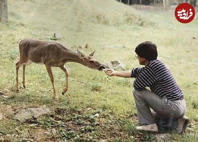 عکس| سفر در زمان؛ «محمدرضا شجریان» در حال غذا دادن به یک گوزن در آمریکا؛ سال 1381