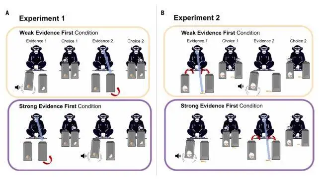شامپانزه ها دروغ را تشخیص می دهند و عقیده شان را عوض می کنند!