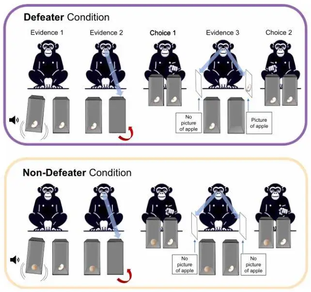 شامپانزه ها دروغ را تشخیص می دهند و عقیده شان را عوض می کنند!