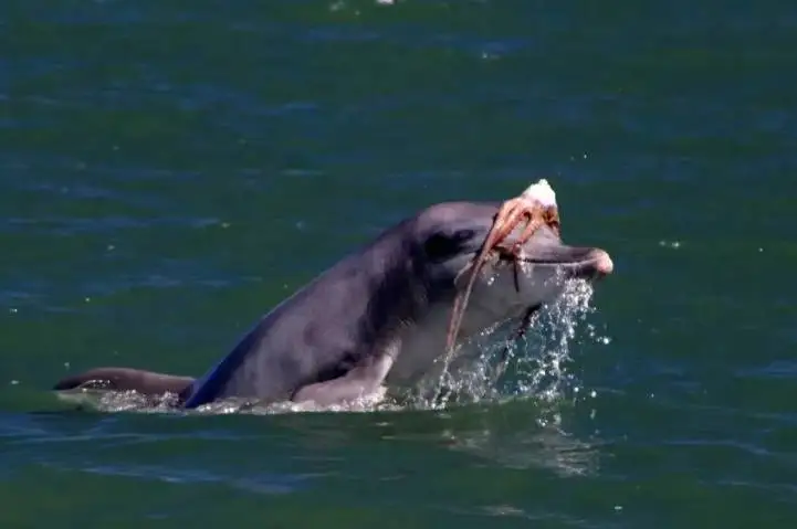 فشن  شوی بامزه دلفین  ها در اقیانوس که شما را می خنداند