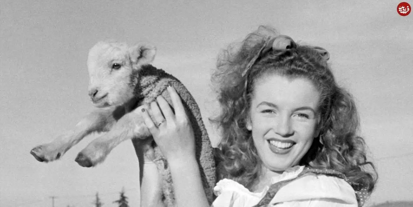 عکس| سفر در زمان؛ «مرلین مونرو» در حال بغل گرفتن یک بره در کالیفرنیا؛ سال 1323