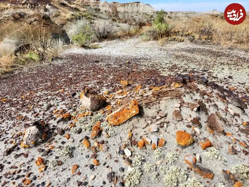 این «جلبک» به محققان کمک می کند تا «فسیل دایناسور» پیدا کنند