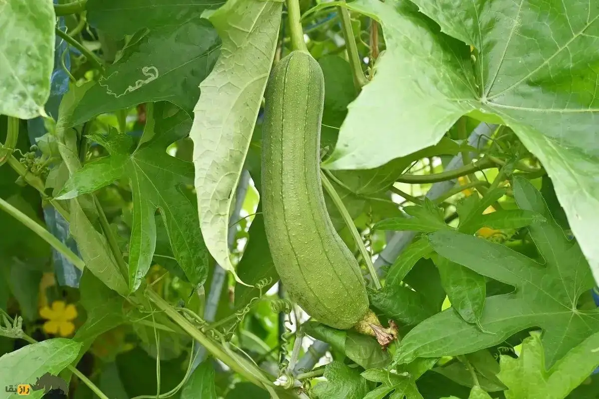 تصاویر؛ لیف یا خیار مصری؛ میوه گرمسیری شبیه کدو که از آن لیف و اسفنج حمام تولید می شود!