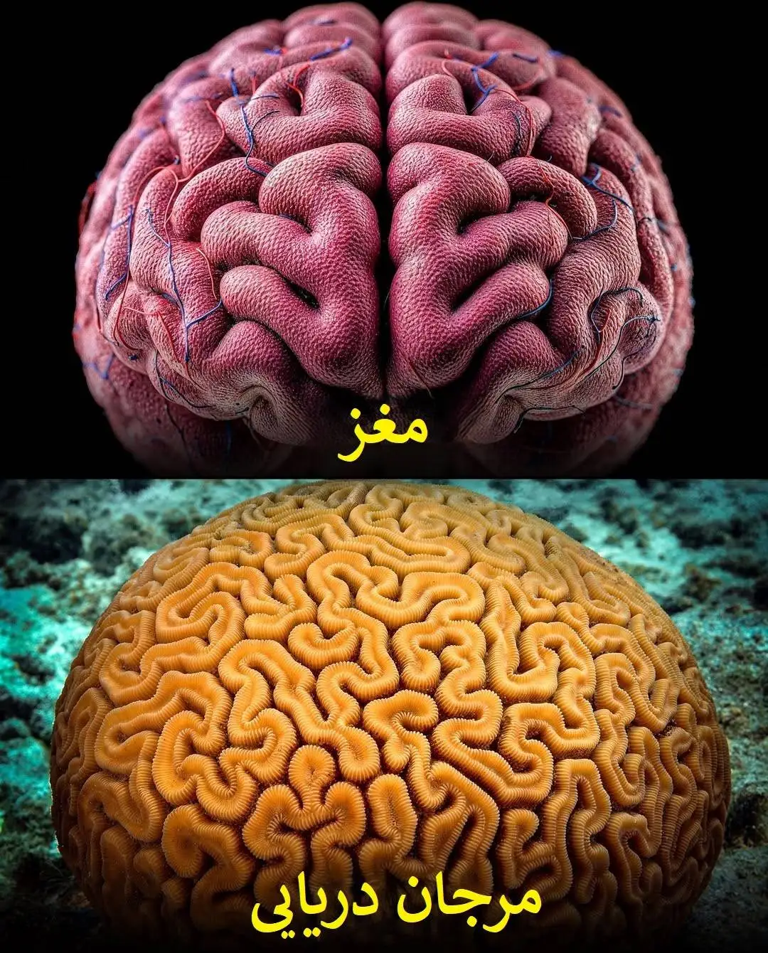 تصاویر؛ الگوهای باورنکردنی در طبیعت؛ از سحابی هلیکس تا چشم انسان!