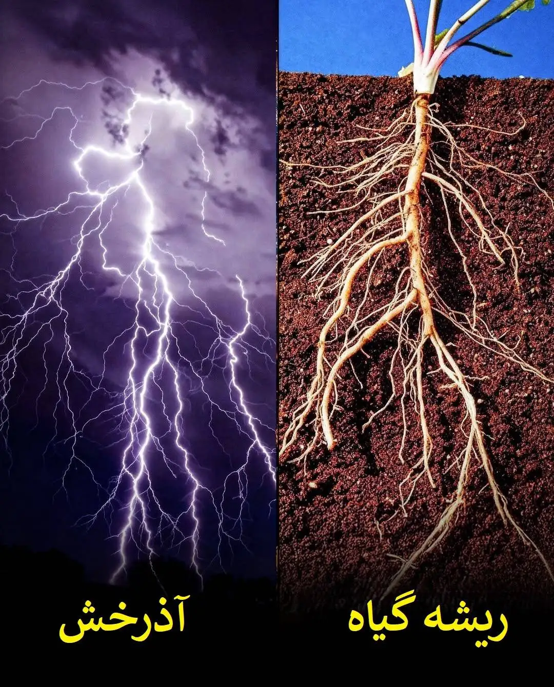 تصاویر؛ الگوهای باورنکردنی در طبیعت؛ از سحابی هلیکس تا چشم انسان!