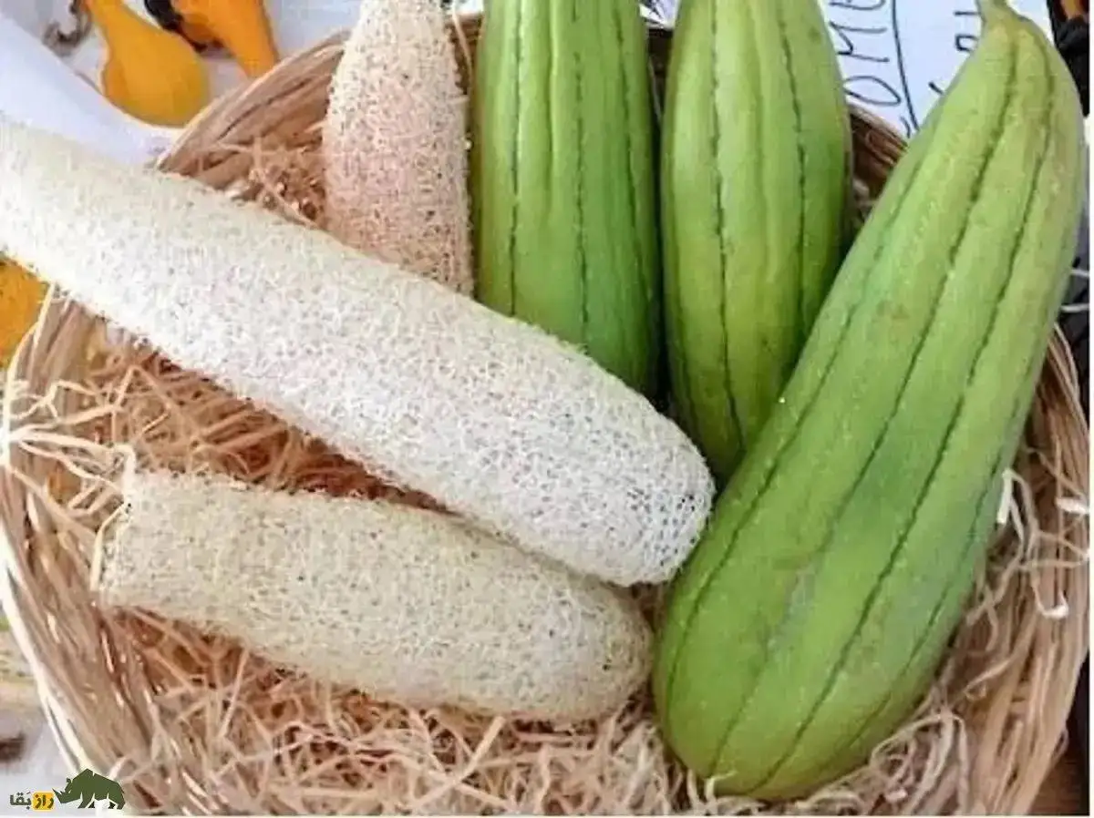 تصاویر؛ لیف یا خیار مصری؛ میوه گرمسیری شبیه کدو که از آن لیف و اسفنج حمام تولید می شود!