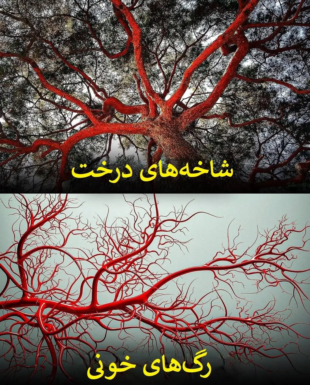 تصاویر؛ الگوهای باورنکردنی در طبیعت؛ از سحابی هلیکس تا چشم انسان!