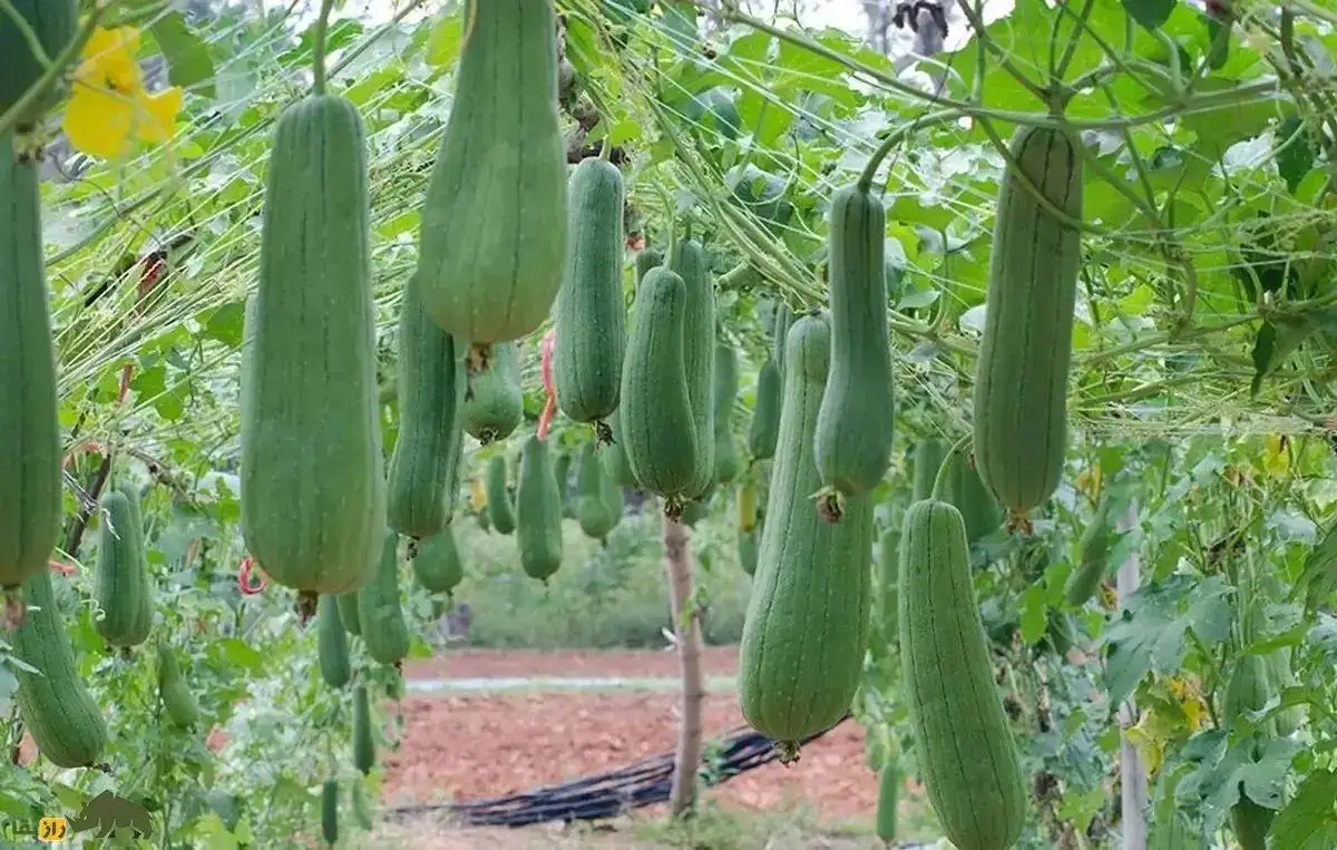 تصاویر؛ لیف یا خیار مصری؛ میوه گرمسیری شبیه کدو که از آن لیف و اسفنج حمام تولید می شود!