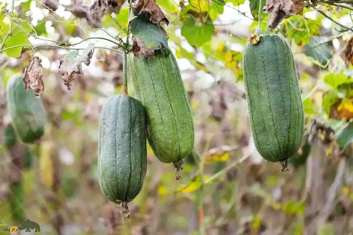 تصاویر؛ لیف یا خیار مصری؛ میوه گرمسیری شبیه کدو که از آن لیف و اسفنج حمام تولید می شود!